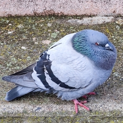 Columba livia domestica