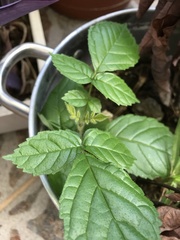 Spathodea campanulata