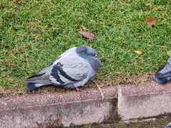 Columba livia domestica