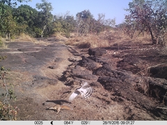 Euxerus erythropus