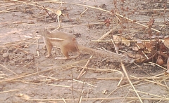 Euxerus erythropus