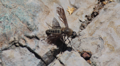 Macrocondyla lugubris