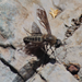 Macrocondyla lugubris - Photo (c) orlandomontes, algunos derechos reservados (CC BY-NC), subido por orlandomontes