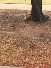 Sciurus niger