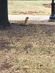 Sciurus niger