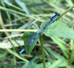Coenagrion lanceolatum
