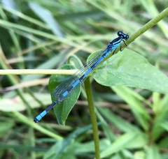 Coenagrion lanceolatum