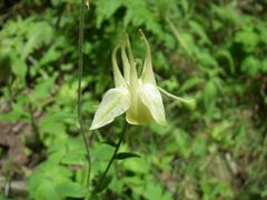 Aquilegia buergeriana, photograph (c) Yoshimasa Uchiyama, some rights reserved (CC BY)
