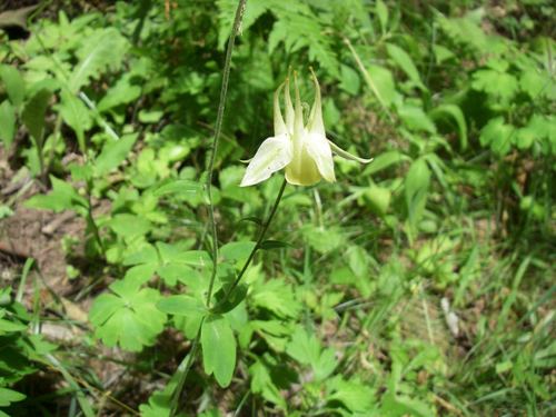 Aquilegia buergeriana, photograph 3