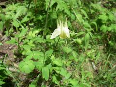 Aquilegia buergeriana, photograph (c) Yoshimasa Uchiyama, some rights reserved (CC BY)