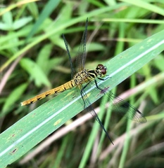 Sympetrum kunckeli