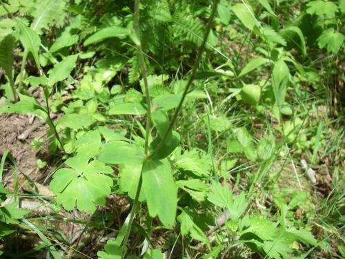 Aquilegia buergeriana, photograph 5