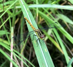 Sympetrum kunckeli