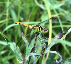 Sympetrum kunckeli