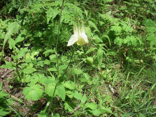 Aquilegia buergeriana, photograph 6