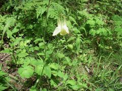Aquilegia buergeriana, photograph (c) Yoshimasa Uchiyama, some rights reserved (CC BY)