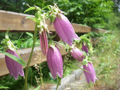 Campanula punctata hondoensis