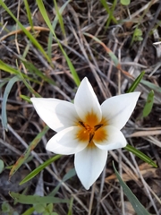 Crocus hyemalis
