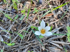 Crocus hyemalis