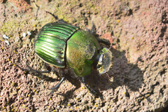 Phanaeus amithaon