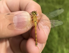 Sympetrum parvulum