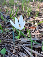 Crocus hyemalis