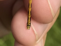 Sympetrum parvulum