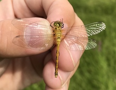 Sympetrum parvulum