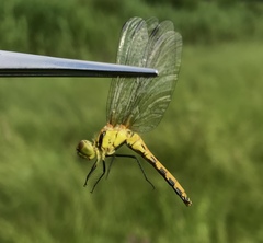 Sympetrum parvulum