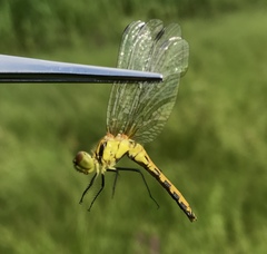 Sympetrum parvulum