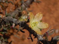 Monsonia salmoniflora