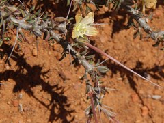 Monsonia salmoniflora