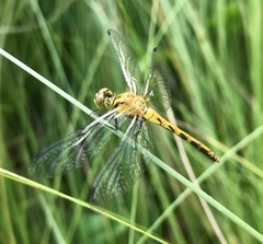 Sympetrum kunckeli