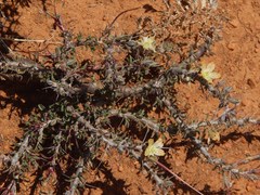 Monsonia salmoniflora
