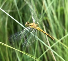 Sympetrum kunckeli