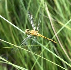 Sympetrum kunckeli