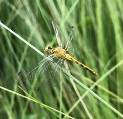 Sympetrum kunckeli