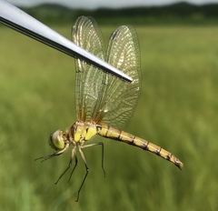 Sympetrum cordulegaster