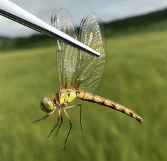 Sympetrum cordulegaster