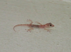 Ptyodactylus hasselquistii