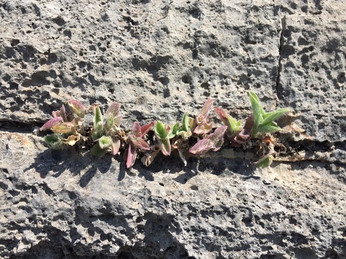 Tradescantia sillamontana