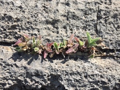 Tradescantia sillamontana