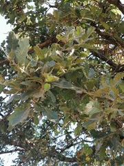 Quercus deserticola