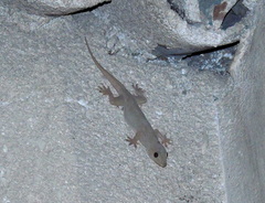 Hemidactylus flaviviridis