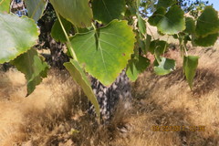 Populus deltoides monilifera