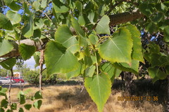 Populus deltoides monilifera