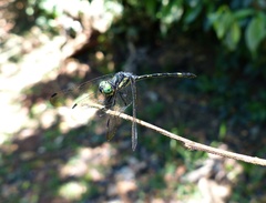Micrathyria hypodidyma