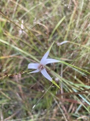 Rhynchospora colorata image