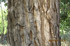 Populus deltoides monilifera