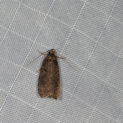 Agonopterix lythrella